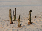 FZ025022 Tree stumps in sand dunes.jpg